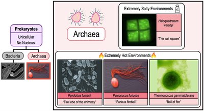 Diagram showing archaeal diversity and examples of extremophiles