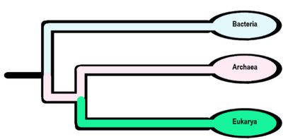 Diagram of the three domains: Bacteria, Archaea, Eukarya
