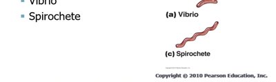 Arrangements of cocci: single, diplococci, tetrad, sarcinae, streptococci, staphylococci