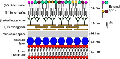 Diagram of mycobacterial cell envelope structure