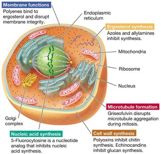 Diagram of antifungal drug targets in a fungal cell