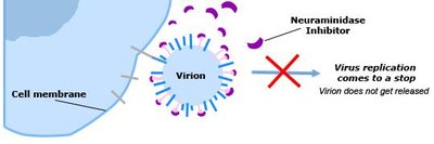 Diagram showing neuraminidase inhibitor blocking viral release