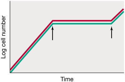 Graph showing bacteriostatic effect on cell number over time