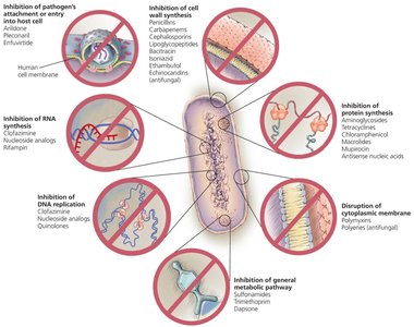 Diagram of antimicrobial mechanisms of action