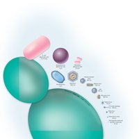 Size comparison of viruses, bacteria, and eukaryotic cells