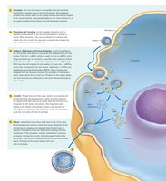 Generalized life cycle of animal viruses
