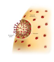 Viral adsorption to host cell membrane