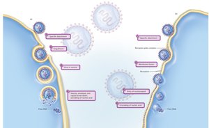 Penetration and uncoating of animal viruses