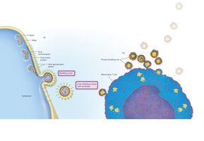 Maturation and release of enveloped viruses
