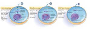 Viral induction of cancer mechanisms