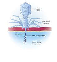 Structure of T-even bacteriophage