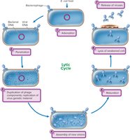 Events in the lytic cycle of bacteriophages