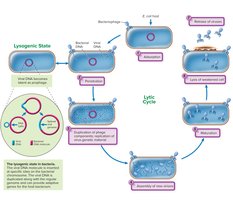 Lysogenic state and lytic cycle in bacteria
