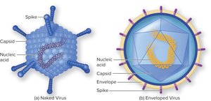 Structure of naked and enveloped viruses