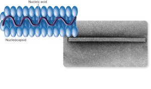 Helical capsid structure