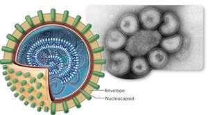 Enveloped capsid structure