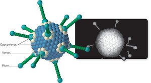 Icosahedral capsid structure