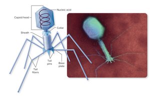 Bacteriophage complex structure