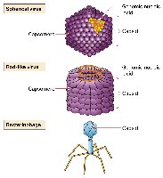 Capsid structure and symmetry
