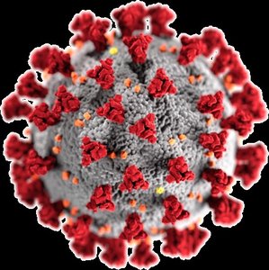Coronavirus structure