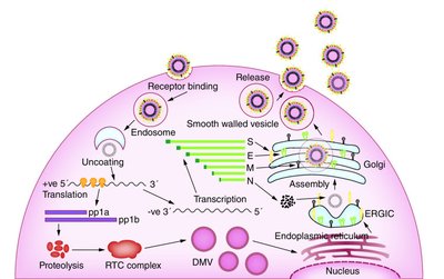 Coronavirus life cycle diagram