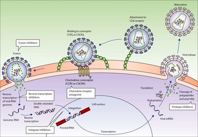 HIV life cycle