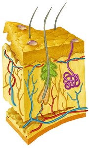 Diagram of skin structure showing layers, glands, and hair follicles