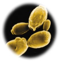 Cutaneous candidiasis rash