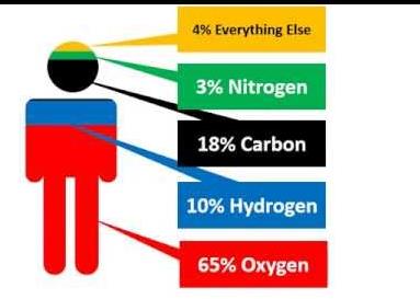 Relative abundance of elements in the human body