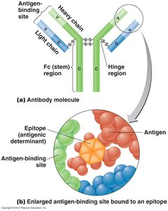 Antibody structure and antigen binding site