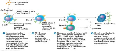 Stages of antibody production and antigen presentation