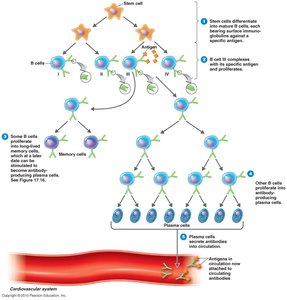 Clonal expansion and differentiation of B cells