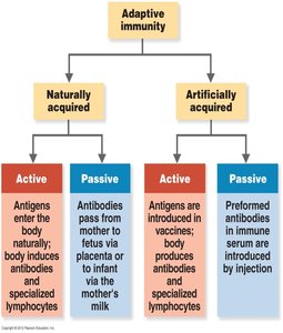 Types of adaptive immunity: active and passive, natural and artificial
