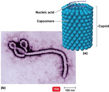 Helical virus structure