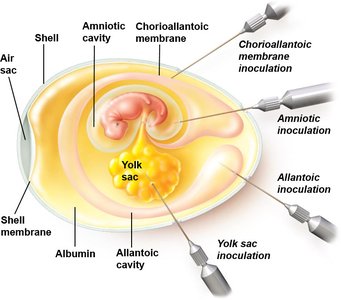 Inoculation of an embryonated egg