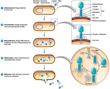 The lytic cycle of a T-even bacteriophage