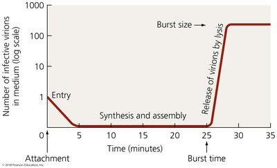 Pattern of virion abundance in lytic cycle
