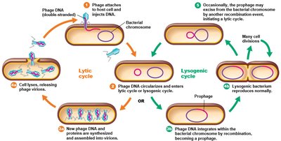 The lysogenic cycle of bacteriophage lambda in E. coli