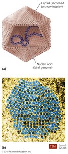 Polyhedral virus with capsid and nucleic acid