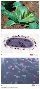 Examples of plant, bacterial, and human hosts of viral infections