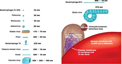 Relative sizes of viruses, bacteria, and cells