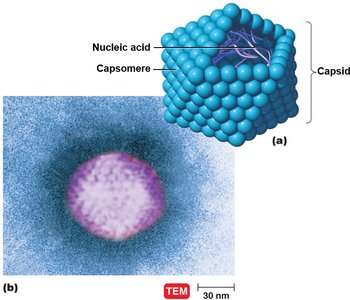 Nonenveloped polyhedral virus structure