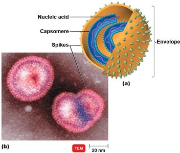 Enveloped helical virus structure