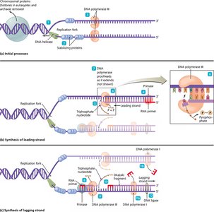 Diagram of DNA replication showing initial processes, synthesis of leading and lagging strands