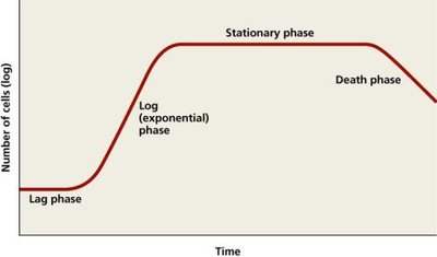 Bacterial growth curve showing lag, log, stationary, and death phases