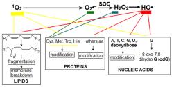 Diagram of toxic oxygen species and their effects