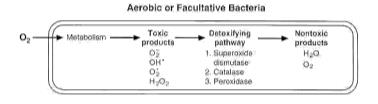 Detoxification pathways for aerobic and anaerobic bacteria