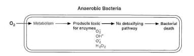 Detoxification pathways for anaerobic bacteria