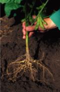 Plant roots showing nitrogen fixation