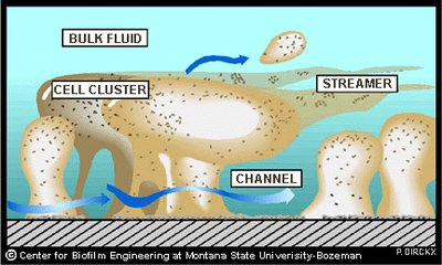 Examples of common biofilms